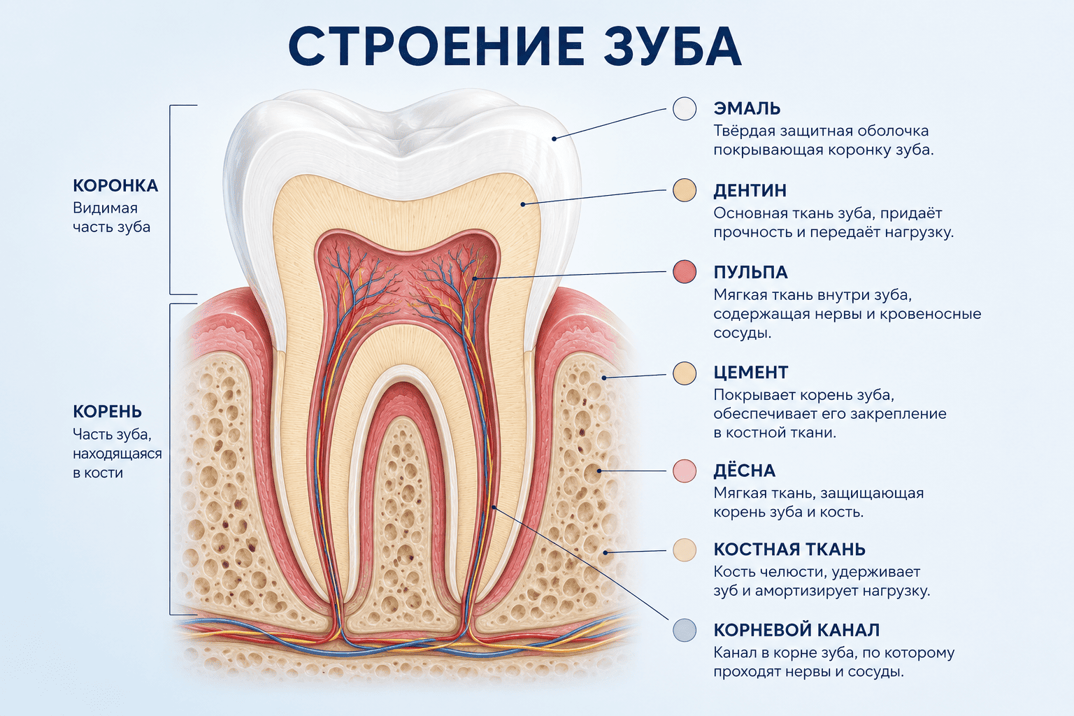 Строение зуба: особенности, функции